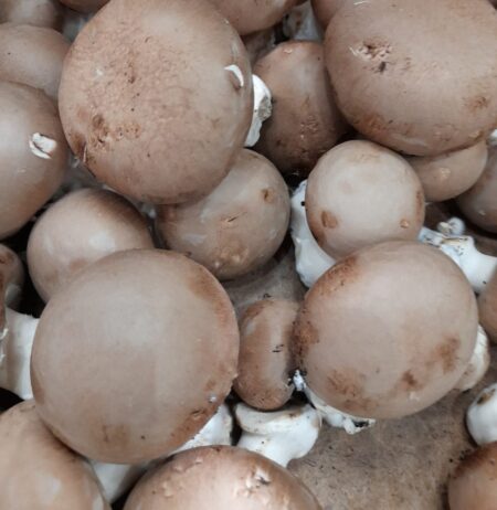 CHAMPIGNON BRUN