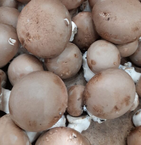 CHAMPIGNON