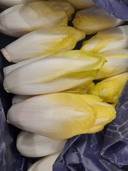 ENDIVE
