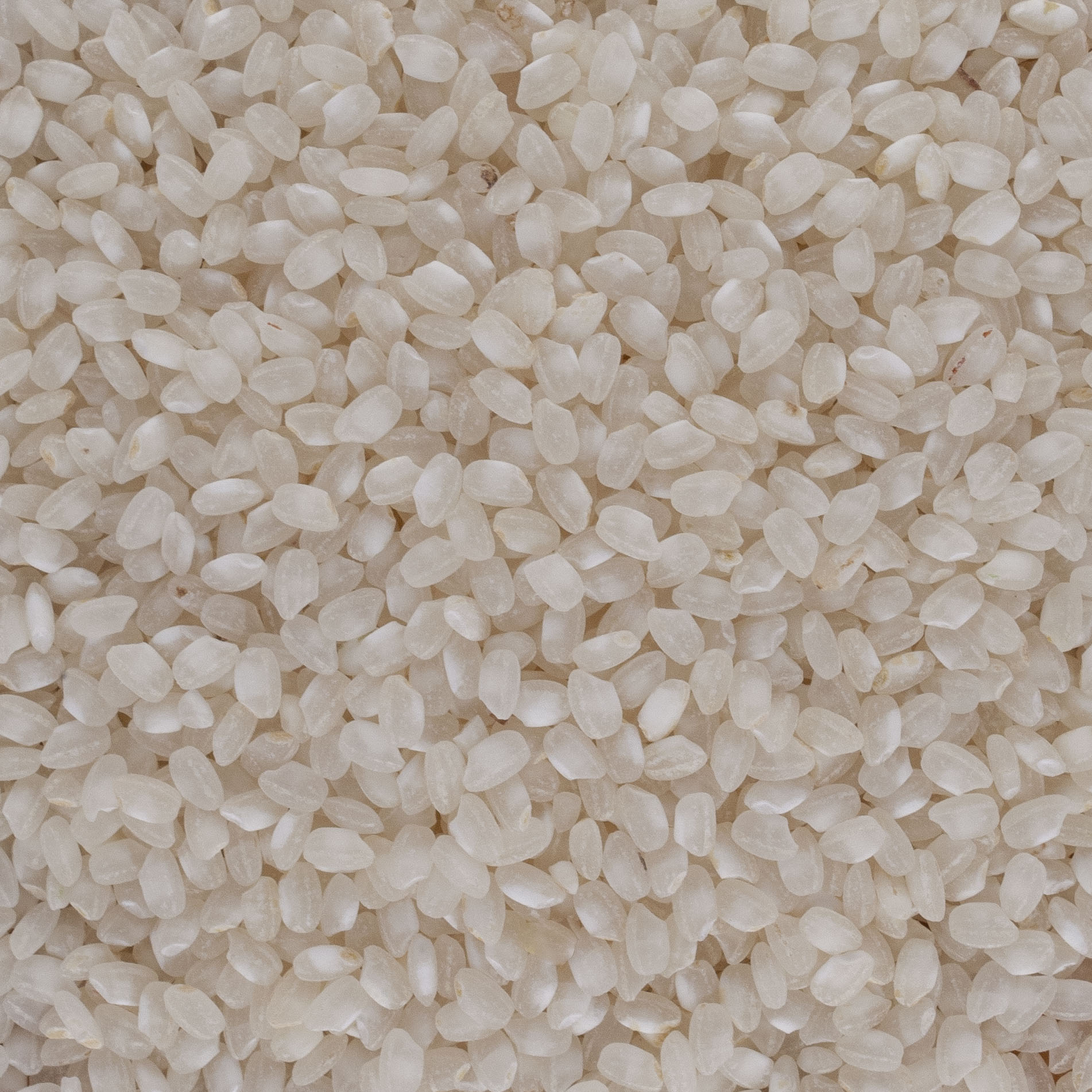 RIZ ROND BLANC BIO