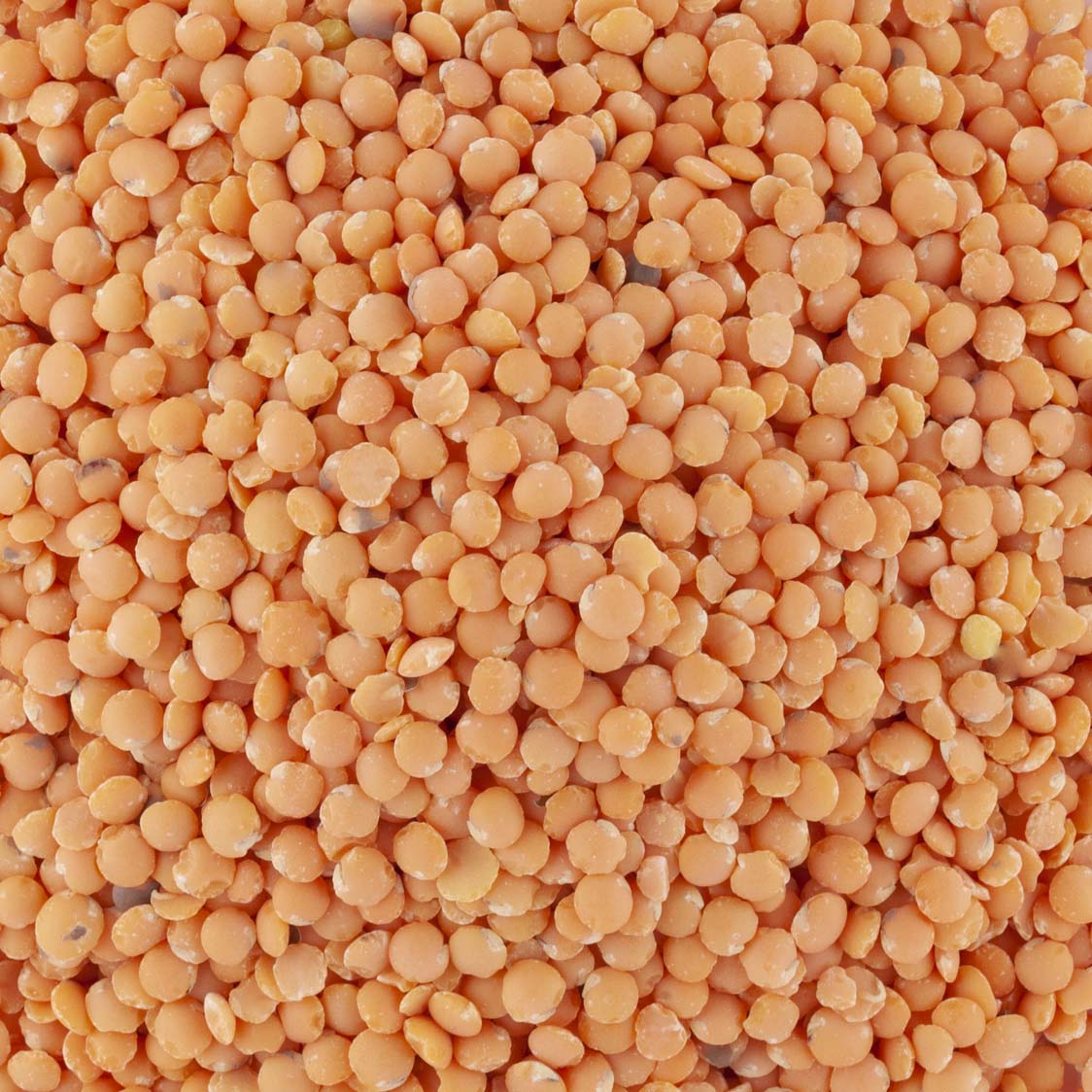 LENTILLES CORAIL