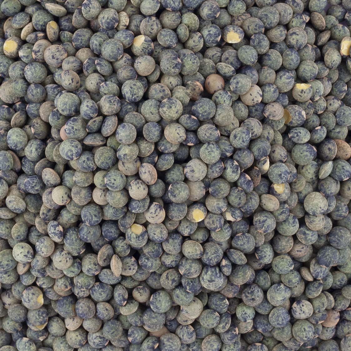 LENTILLES VERTES DE FRANCE
