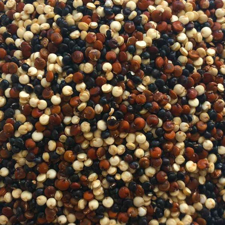 QUINOA TRICOLORE BIO