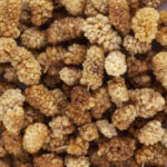 61271_mulberries_blanches_bio_equitables.jpg