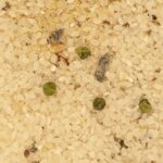 61291_risotto_citronne_legumes_verts_bio.jpg